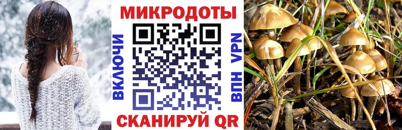 Галлюциногенные грибы Psilocybe  Фокино 